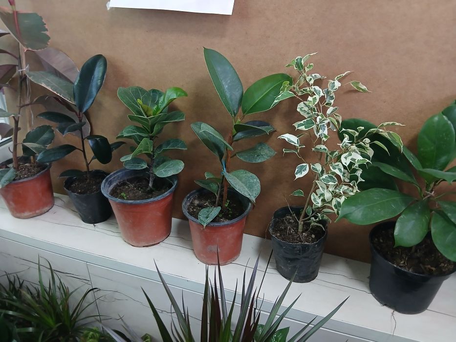 Фикусы разные виды