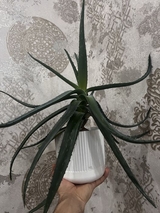 Алое вера алое вера