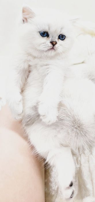 КотЯта ОчаРоваШки БриТашкИ