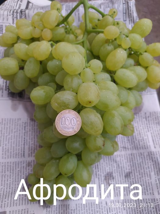 Саженцы винограда