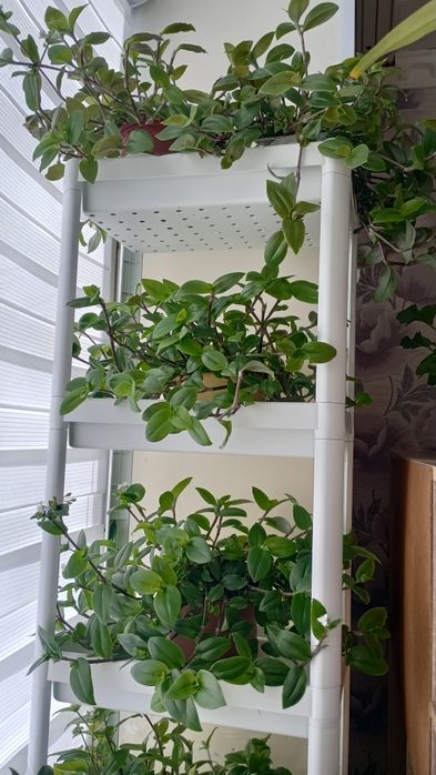 Продам традисканцию зелёную