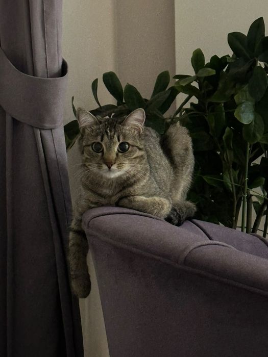 Кошка 2 года в хорошие руки