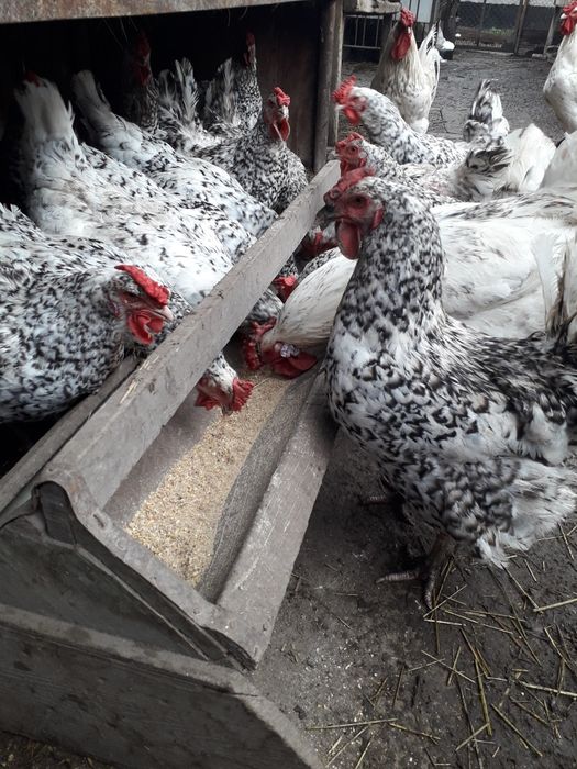 Пушкинские переярые куры