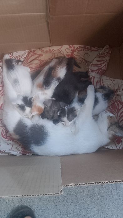 Отдаем котят в добрые руки, уральск