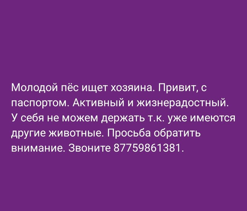 Отдам пса в добрые руки