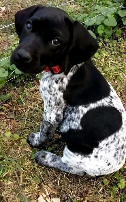 Plimb câini de orice talie,orice temperament