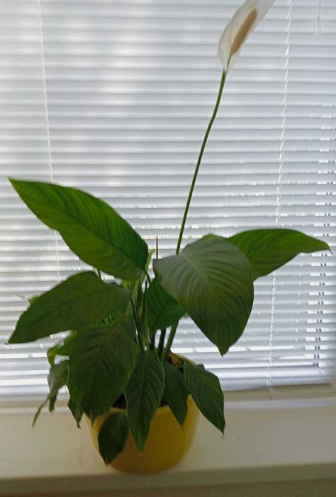 Комнатные цветы Зачаганск