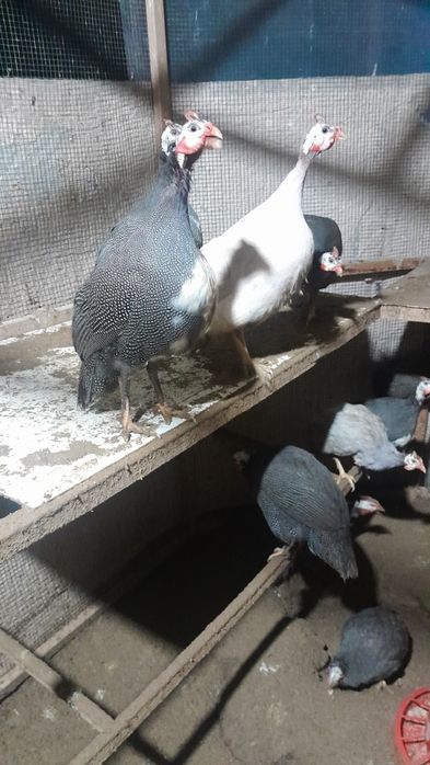 Цисаркалар сотилади