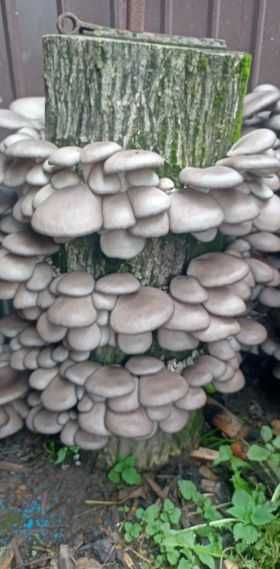 Pachet complet pentru cultivarea ciupercilor Pleurotus!