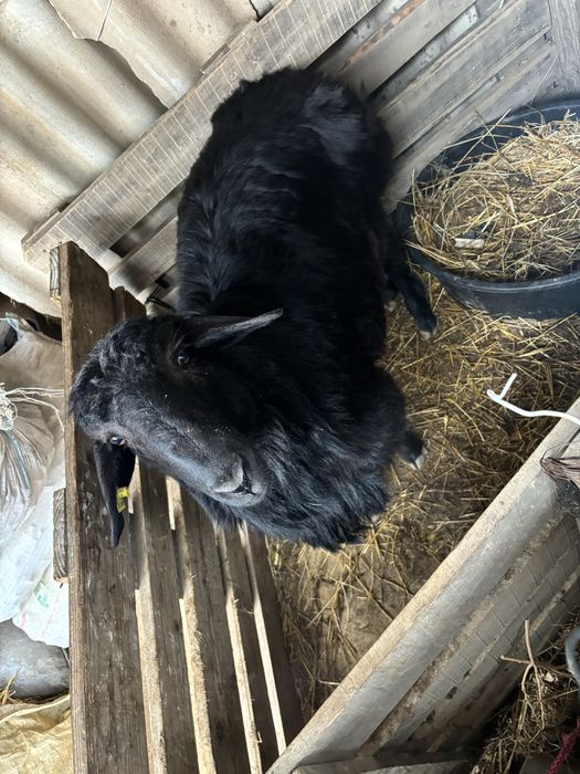 Қошқар сатылымда