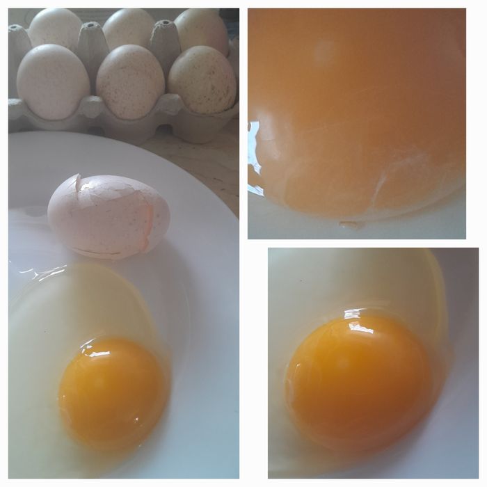 Pentru incubat oua din păsări de curte crescute natural