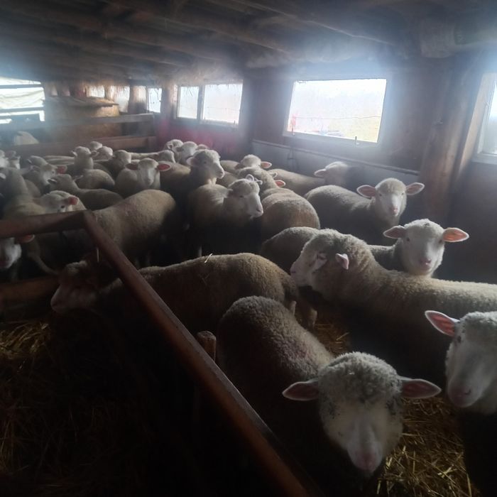 Mielute ille de france