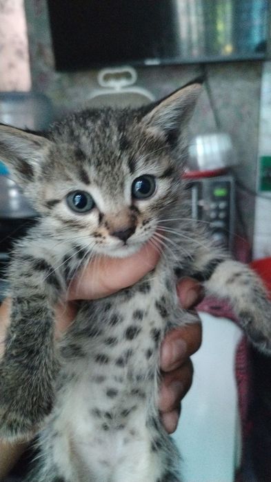 котята даром отдаю