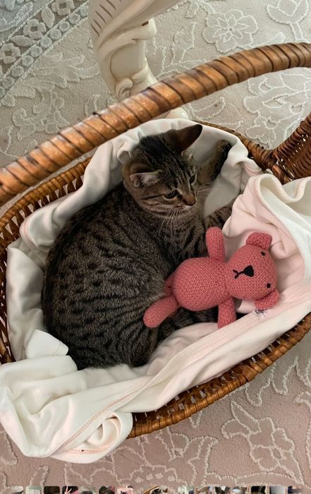 Кошка 10 месяцев