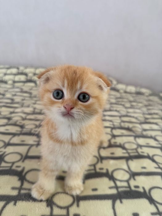 Zotli mushuk bolalari sotiladi. 2 oylik.