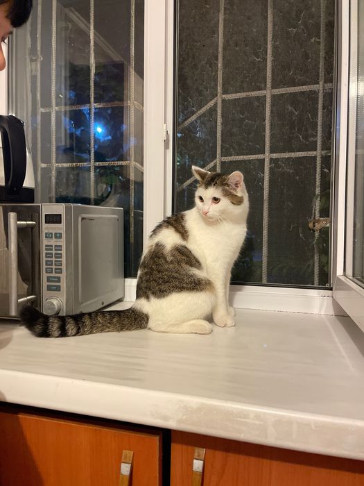 отдам котика в хорошие руки