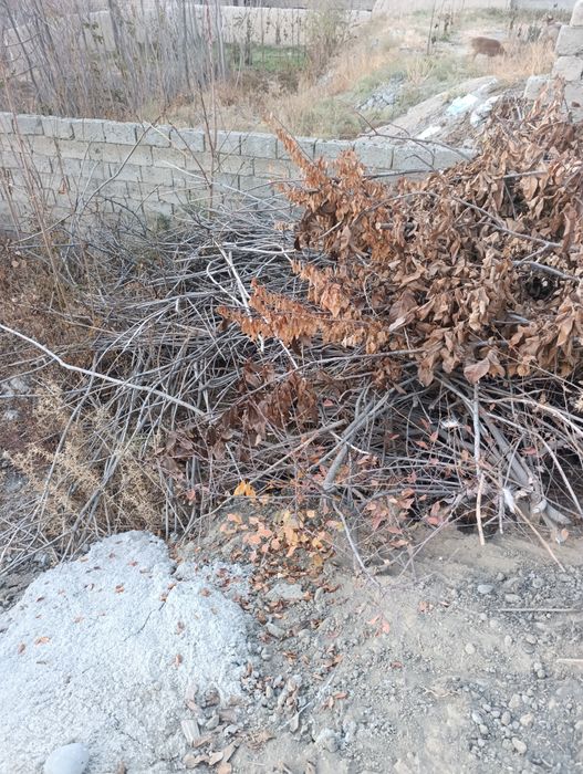 Утин сотилади хаммаси Бир ЗИЛ булади