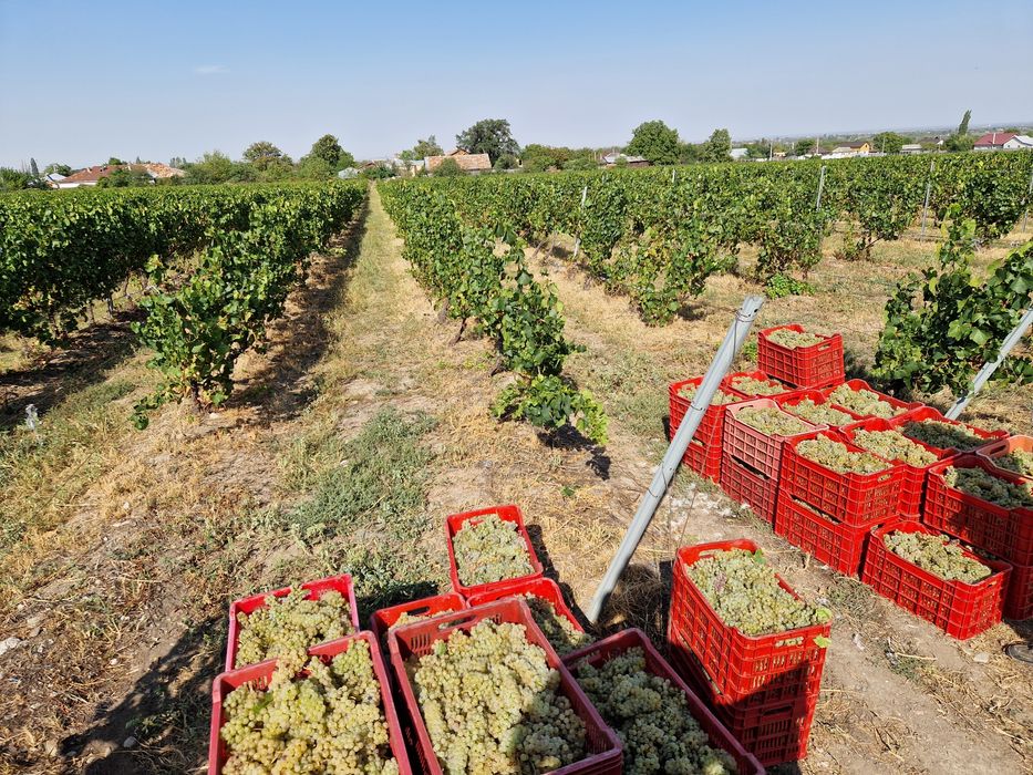 Struguri Chardonnay DOC Cotesti pentru vin de calitate Producator