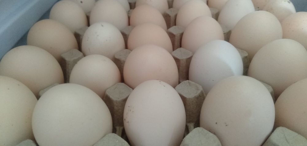 Продаются домашние яица.