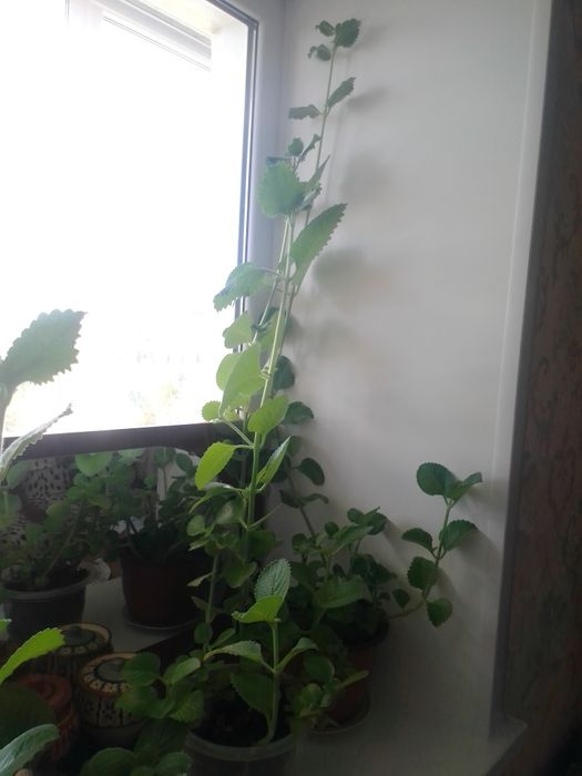 Продам комнатную мяту