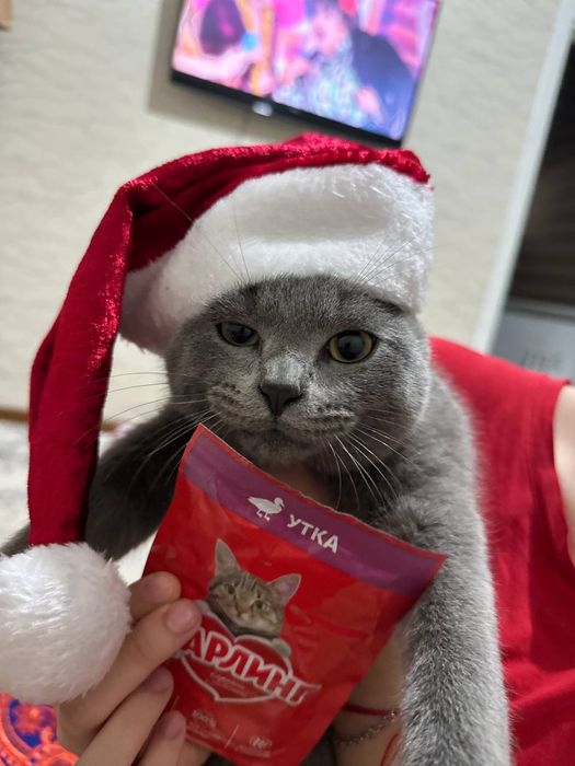 Скотиш фольд 7 месяц