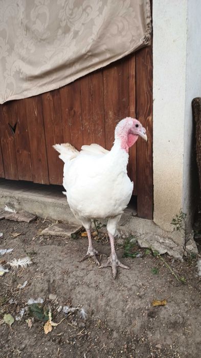 Curcani de vânzare tineri din primăvară .