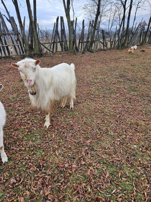 Vand Țap Matur Saanen