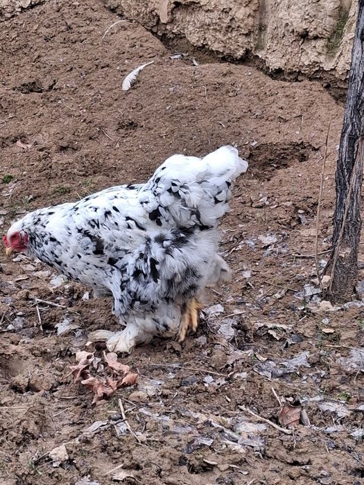 Яйцо Брама инкубационный