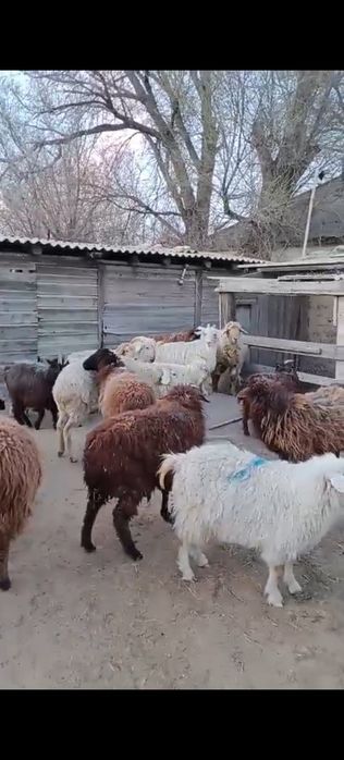 Қой, қозы, ешкі сатылады