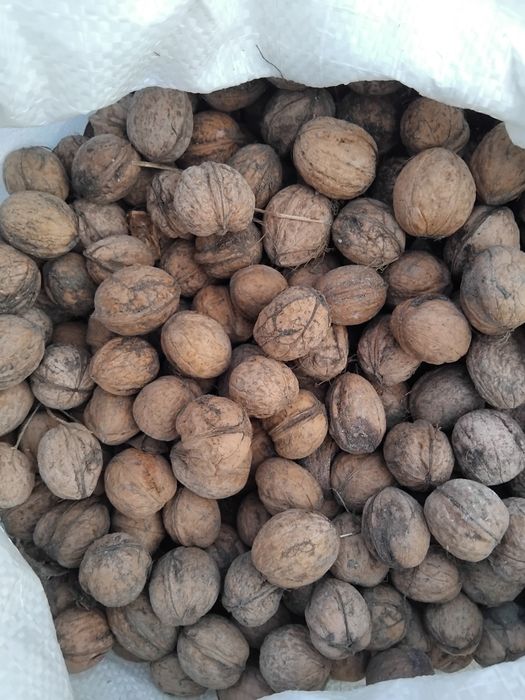 Nuci in coaja an 2025