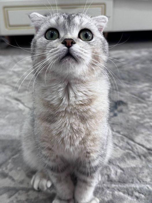 Скотиш фолд тоза мушук ишончли