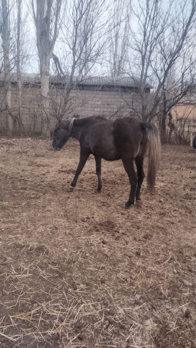 Байтал сатылады тумаган