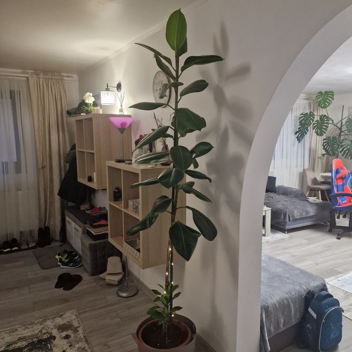 Ficus 2 metri de 6 ani plus ghiveci