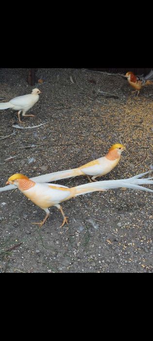 Vând fazani de Ornamet