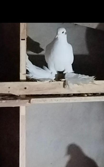 Голуби С/К персы