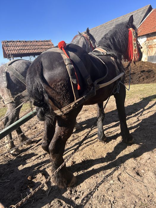 Vând cai tineri si buni de ham