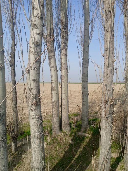 Тайёр оқ терак бор Зомин туманида. Нархини келишамиз!