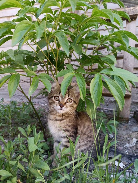 Котята мальчики, котята