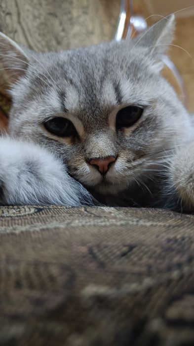 Кот в добрые руки, спокойный