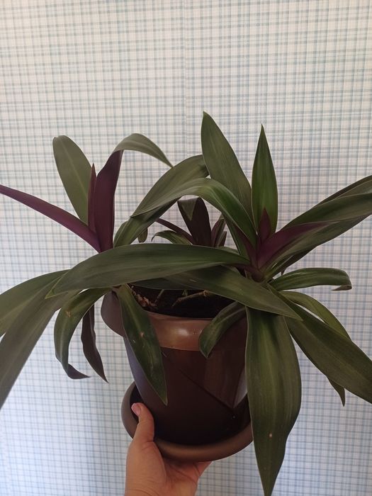 Комнатные цветы продам