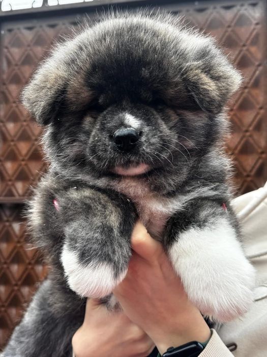 Акита-Ину щенки  продам