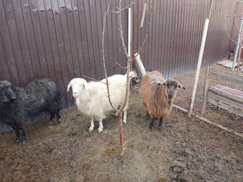 Семіз ешкілер сатылады