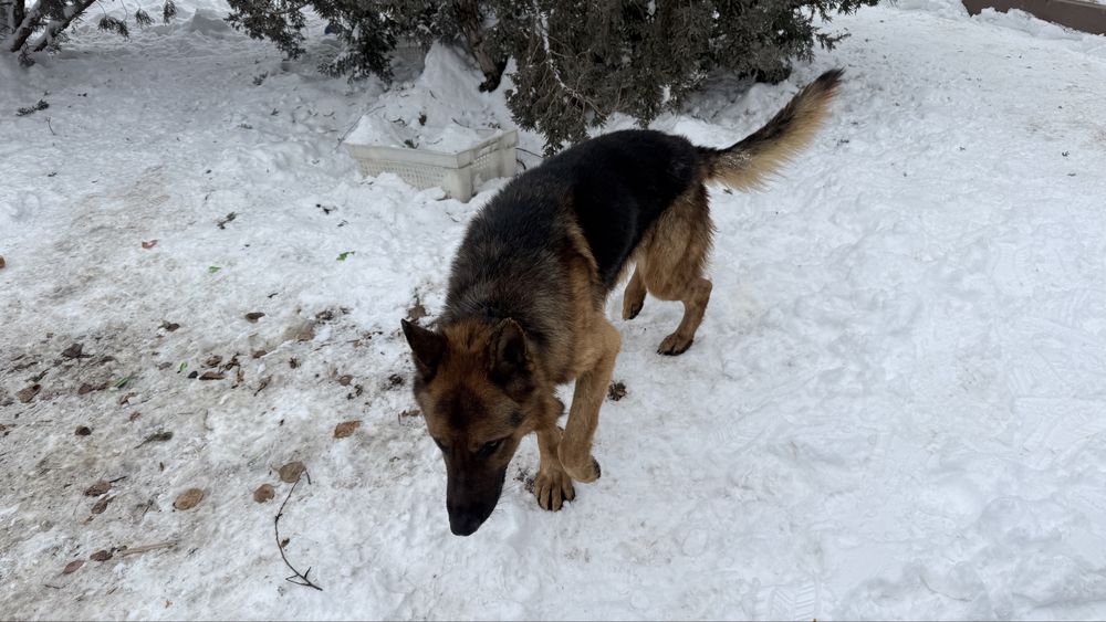 Найдена собака Овчарка