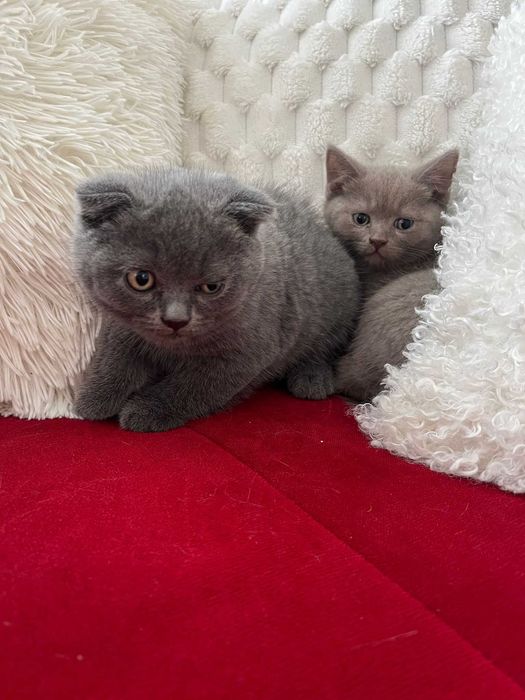 5 Pui de British longhair