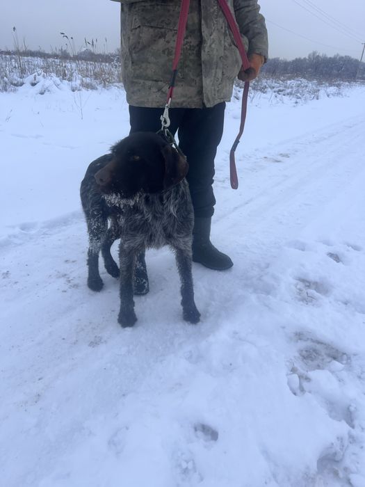 Дратхаар  2 года