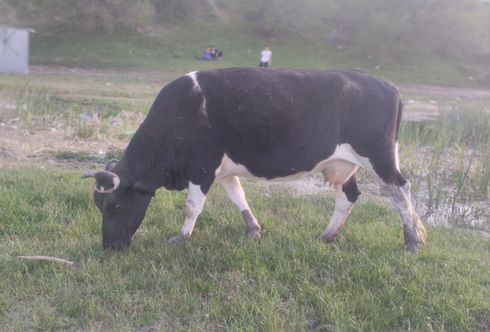 Буаз сиыр сатылады