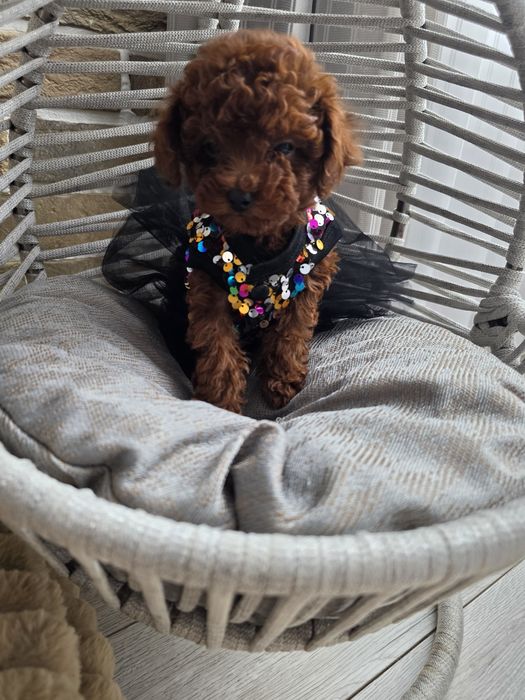 Запазени ! Пудел той момичета с документ за произход