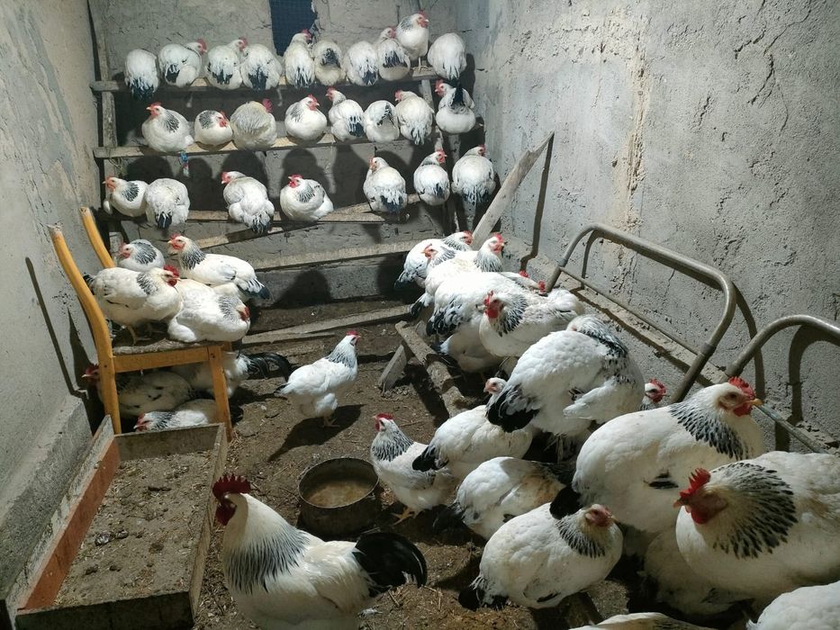 Цыплята от Адлер курей