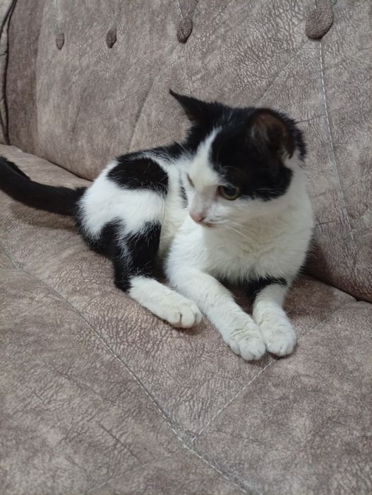 Mushukchamiz zur yaxshi odobli