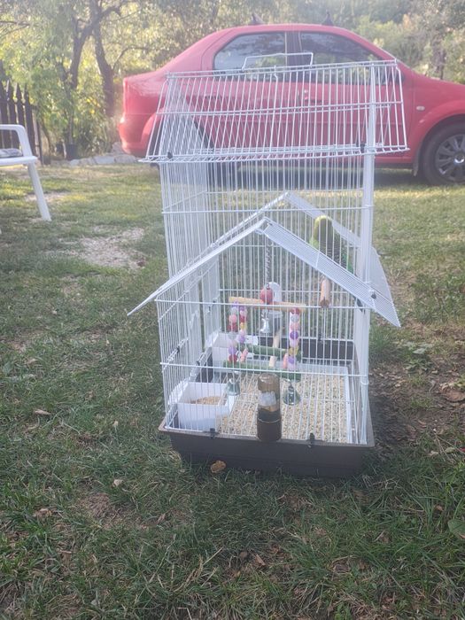 Peruși,cu colivie și toate accesoriile